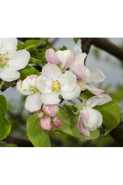 Яблуня домашня Еліза цвітіння